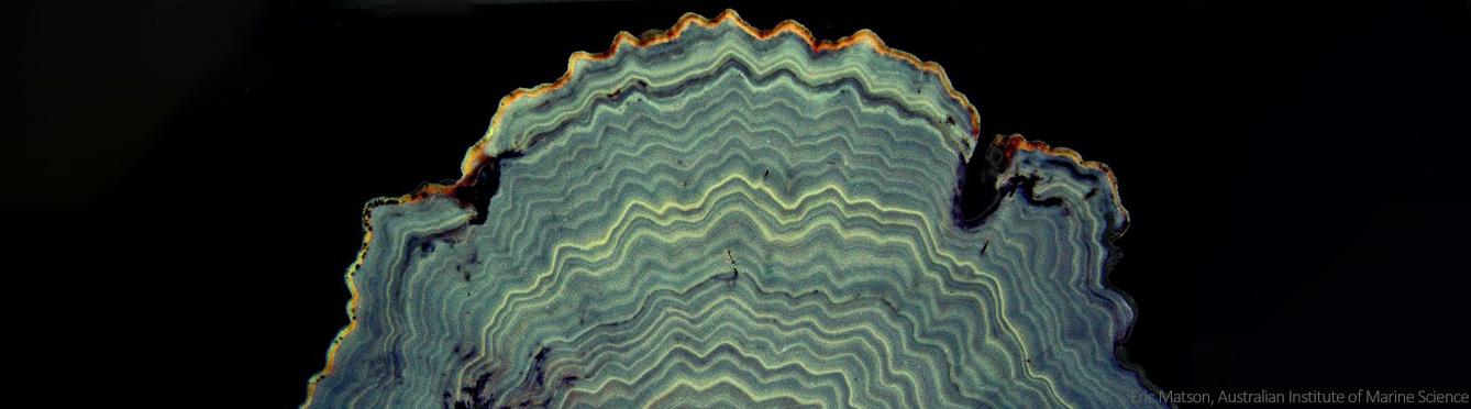 A slice of Great Barrier Reef coral under ultraviolet light shows annual luminescent banding that provides a history of freshwater river floods. Reproduced courtesy of Eric Matson, Australian Institute of Marine Science.